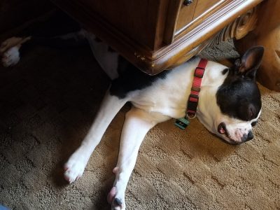 He sits in his little office snoring. When he hears me move to go and do something other than sit my by computer and work, he wakes up and glares at me. He watches/follows me until I sit down and work for a couple of minutes and then he is back to snoring.